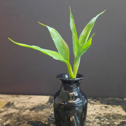 Lucky Bamboo (Dracaena sanderiana)