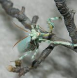 Thistle Mantis (B. mendica)