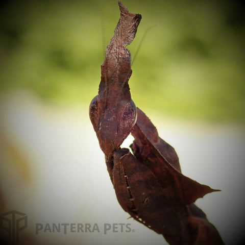 Chinese Mantis (T. sinensis)