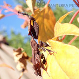 Ghost Mantis (P. paradoxa)