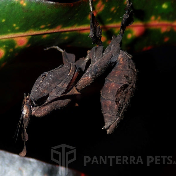 Ghost Mantis (P. paradoxa)