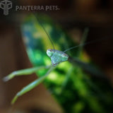Chinese Mantis (T. sinensis)