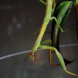 Chinese Mantis (T. sinensis)