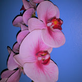 Silk Plant - Pink Orchid Flower