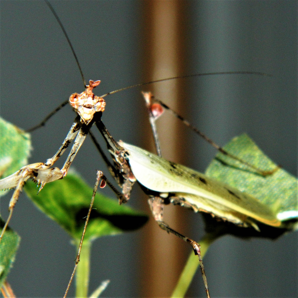 Buy Cryptic Mantis (S. pretiosa) for sale at PanTerra Pets