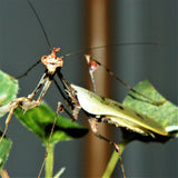 Cryptic Mantis (S. pretiosa)