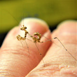 Cryptic Mantis (S. pretiosa)