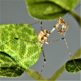 Cryptic Mantis (S. pretiosa)