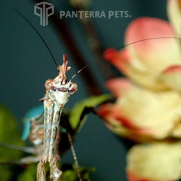 Cryptic Mantis (S. pretiosa)