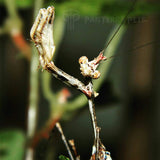 Buy Cryptic (Sibylla pretiosa) Mantis_PanTerraPets_ForSale