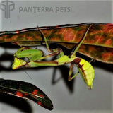 Peruvian Leaf Mantis (P. Perpulchra)