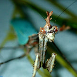 Cryptic Mantis (S. pretiosa)