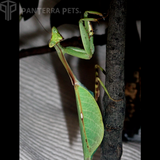 Peruvian Leaf Mantis (P. Perpulchra)