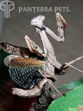 Carolina Mantis (S. carolina)