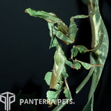 Buy Ghost Mantis (P. paradoxa) For Sale at PanTerra Pets