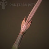 Buy Indian Grass Mantis (Schizocephala bicornis) Mantis | PanTerra Pets For Sale