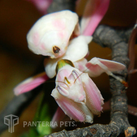 Buy Orchid (Hymenopus coronatus) Mantis | PanTerra Pets For Sale