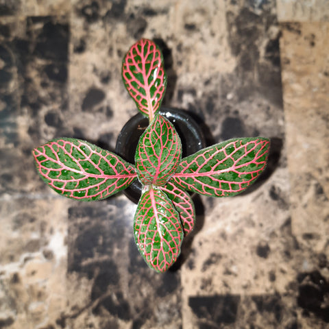 Red Nerve Plant (Fittonia)