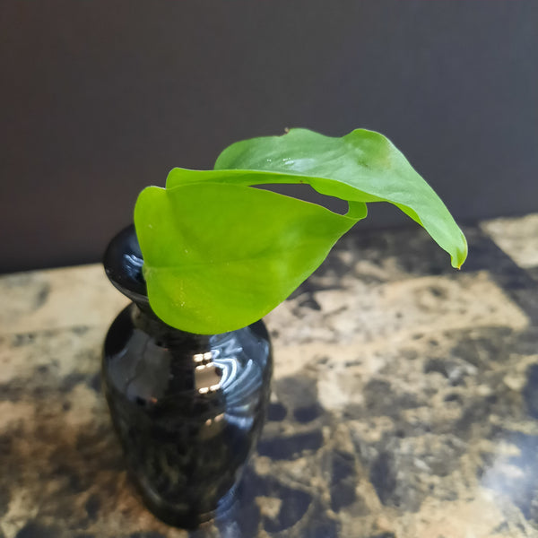 Golden Pothos (Epipremnum aureum)