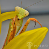 Golden Giant Asian mantis (H. venosa)