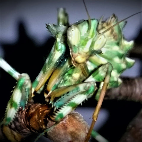 Thistle Mantis (B. mendica)