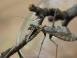 Carolina Mantis (S. carolina)