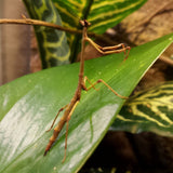 Giant African Stick Mantis (Heterochaeta)