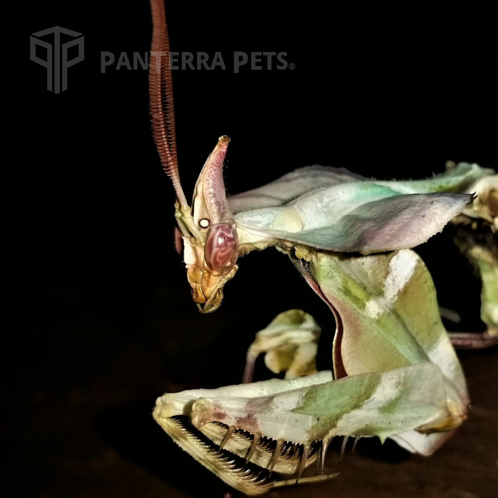 Buy Giant Devil's Flower Mantis (I. diabolica) for sale at PanTerra Pets
