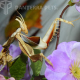 Giant Devil's Flower Mantis (I. diabolica)