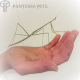 Indian Grass Mantis (S. Bicornis)