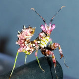 Spiny Flower Mantis (Pseudocreobotra wahlbergii) 