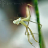 Giant Asian Mantis (H. membranacea)