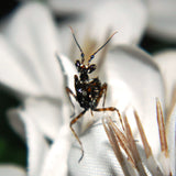 Spiny Flower Mantis (Pseudocreobotra wahlbergii) L3 nymph