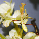 Giant Asian Mantis (H. membranacea)