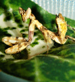 Jewelled Flower Mantis (C. gemmatus)