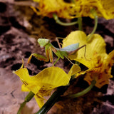 Golden Giant Asian mantis (H. venosa)