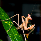 Giant Asian Mantis (H. membranacea)