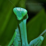 Buy Giant Asian (hierodula membranacea) mantis PanTerraPets For Sale