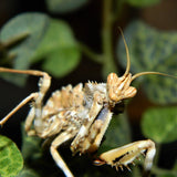 Thistle Mantis (B. mendica)