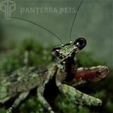 Grizzled Mantis (G. grisea)