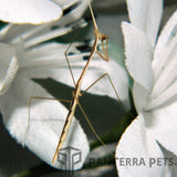 Indian Grass Mantis (S. Bicornis)