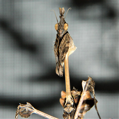 Wandering Violin Mantis (G. gongylodes)