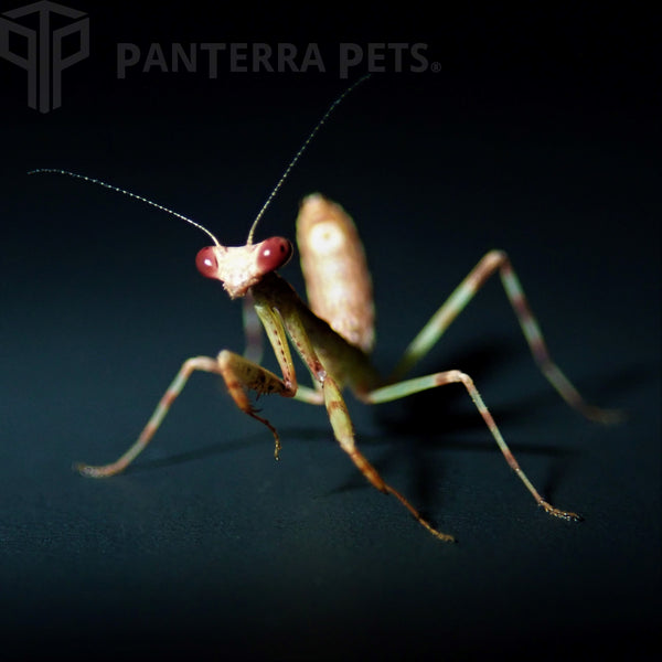 Peruvian Leaf Mantis (P. Perpulchra)