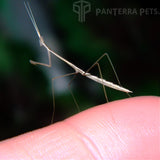 Indian Grass Mantis (S. Bicornis)