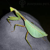 Peruvian Leaf Mantis (P. Perpulchra)