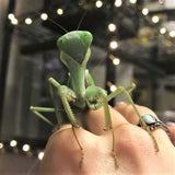 Giant Shield Mantis (R. megaera)