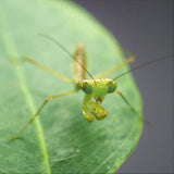 Giant Shield Mantis (R. megaera)