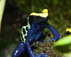 Dyeing Poison Dart Frog  - Dendrobates tinctorius "robertus"