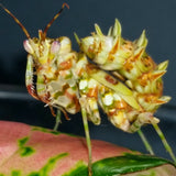 Spiny Flower Mantis (Pseudocreobotra wahlbergii) subadult male