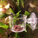 Glass Feeding Dish - Suction Cup